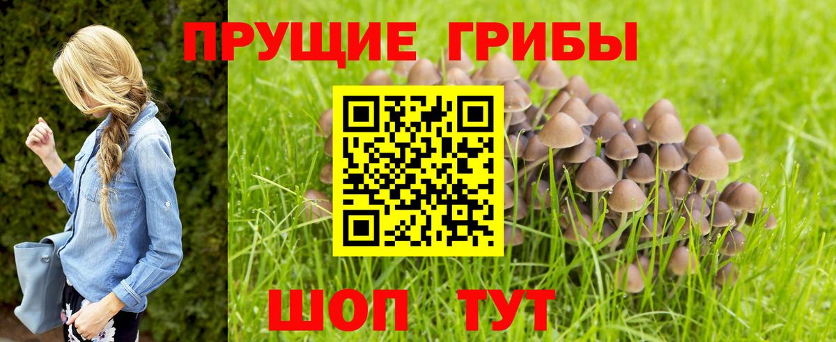 Псилоцибиновые грибы прущие грибы  Псилоцибиновые грибы Magic Shrooms  наркошоп  Вход с VPN  Сальск 
